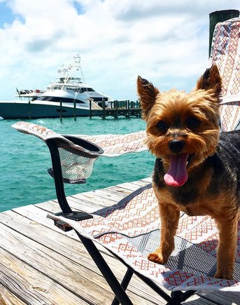 Little Dog Near Charter Yacht