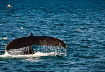 a whale emerges from below the waters of cape cod