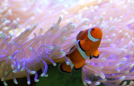 Clown fish in coral reef Australia