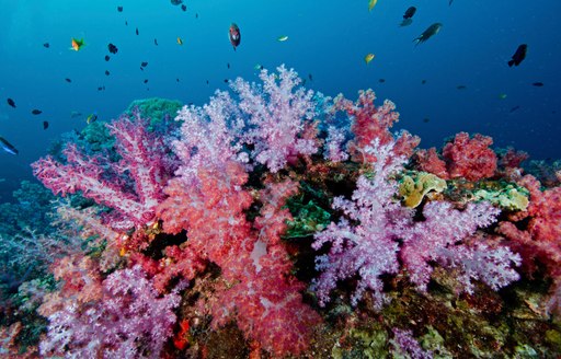 cluster of colorful corals atop a rock underneath swimming reef fish