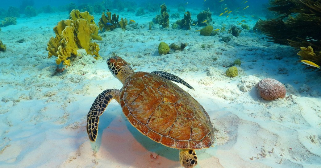 Sea turtle, coral reef and white sandy seabed. Tropical seascape with swimming turtle.