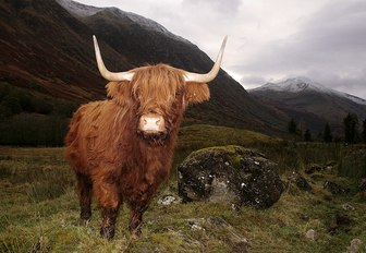 One of Scotland's iconic hairy cows with the highlands shrouded in grey clouds in the background