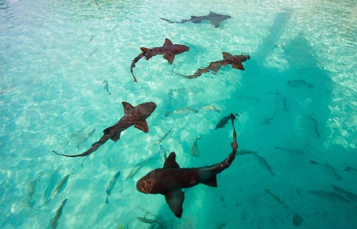 Nurse sharks in the Exumas, Bahamas