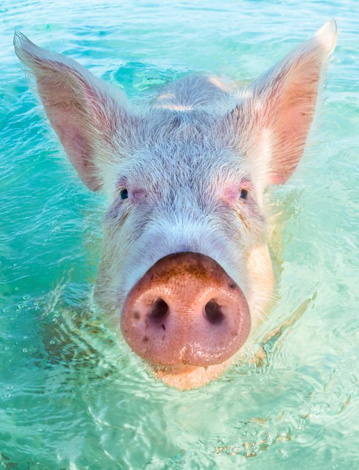Pigs swimming in the Bahamas