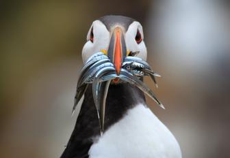 Close up of a puffin with small fish in its beak