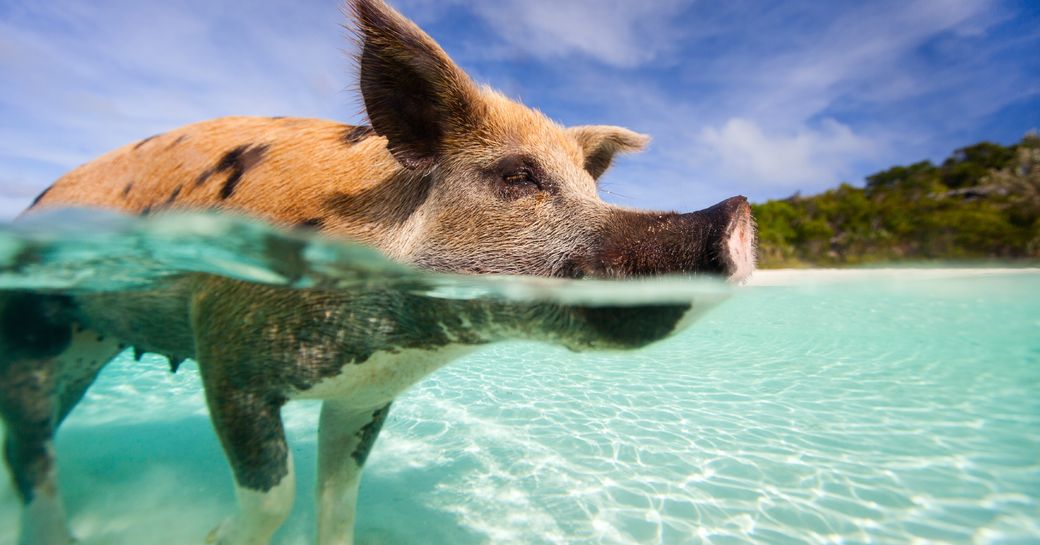 pig swimming in waters, the Exumas, Bahamas