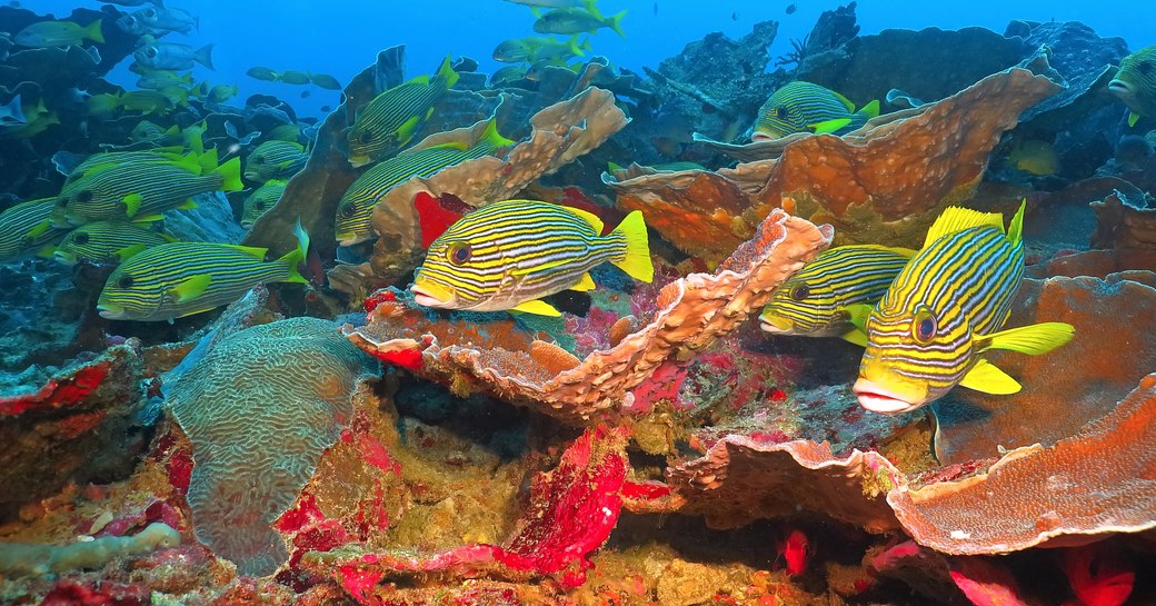 fish found in ribbon reef australia