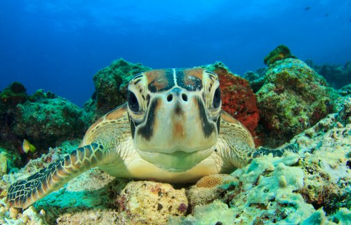a close up of a turtle on a coral reef in thailand