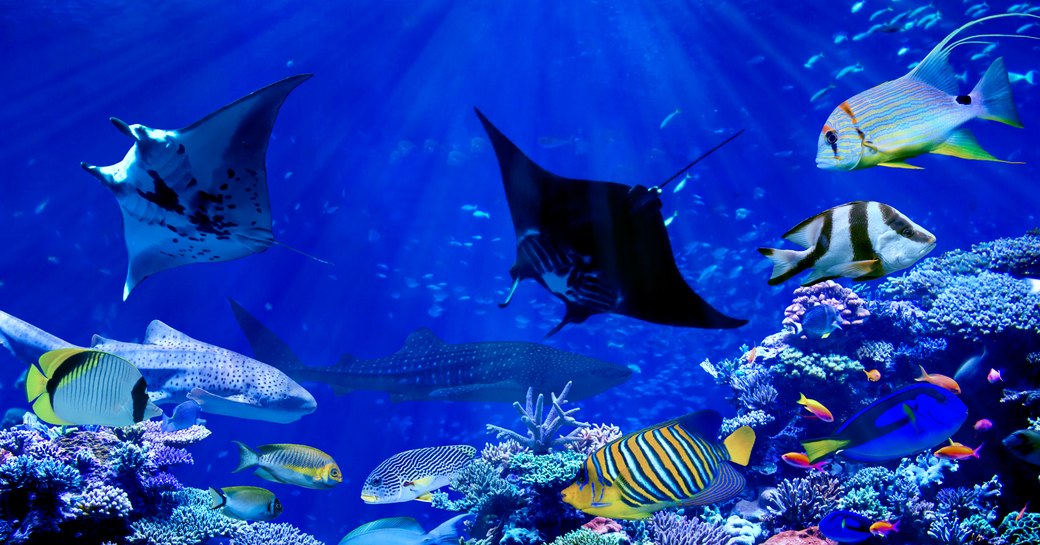 an blue underwater reef with manta rays and colourful reef fish and corals